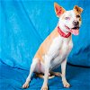 adoptable Dog in pasadena, TX named DALLAS