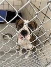 adoptable Dog in pasadena, TX named TYLER