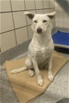 adoptable Dog in pasadena, TX named ANGEL