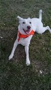 adoptable Dog in pasadena, TX named SISTER