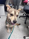 adoptable Dog in pasadena, TX named HOUSTON