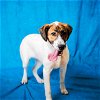 adoptable Dog in pasadena, TX named ROSA