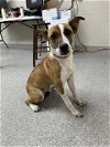 adoptable Dog in pasadena, TX named A169632