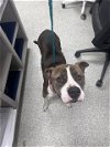 adoptable Dog in pasadena, TX named PEPPA