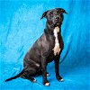 adoptable Dog in pasadena, TX named JUPITER