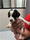 adoptable Dog in pasadena, TX named A169348