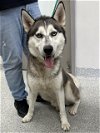 adoptable Dog in pasadena, TX named MAVERICK