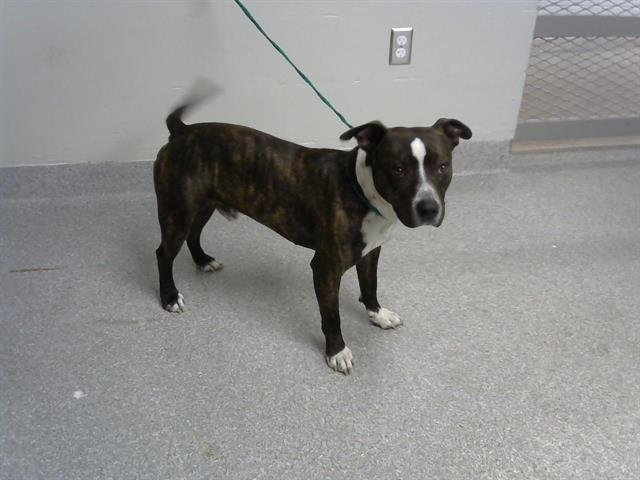adoptable Dog in Pasadena, TX named HENDRIX