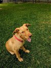 adoptable Dog in pasadena, TX named PIXIE