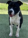 adoptable Dog in pasadena, TX named TATER TOT
