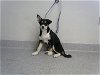 adoptable Dog in pasadena, TX named RAVEN