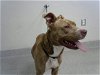 adoptable Dog in pasadena, TX named SAVANNAH