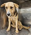 adoptable Dog in pasadena, TX named PHOENIX