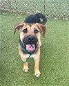 adoptable Dog in pasadena, TX named PEARL