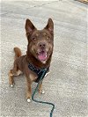 adoptable Dog in pasadena, TX named KODA