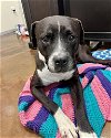 adoptable Dog in pasadena, TX named MEMPHIS