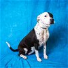 adoptable Dog in pasadena, TX named DIXIE