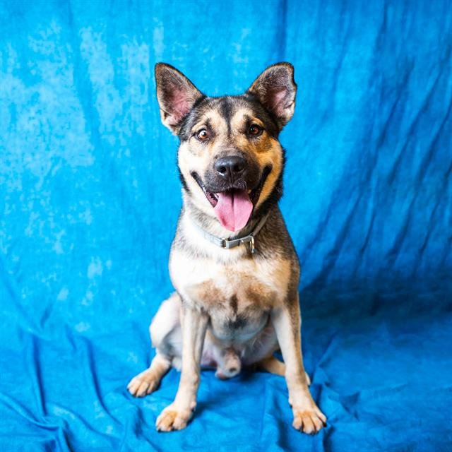 adoptable Dog in Pasadena, TX named POPCORN