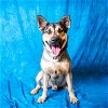 adoptable Dog in pasadena, TX named POPCORN