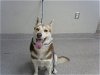 adoptable Dog in pasadena, TX named MADISON