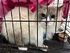 adoptable Cat in pasadena, TX named PRINCESS PEARL