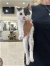 adoptable Cat in pasadena, TX named A168366