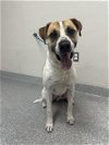 adoptable Dog in pasadena, TX named CHASE