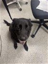 adoptable Dog in pasadena, TX named KOMAN