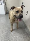 adoptable Dog in pasadena, TX named PIXEL