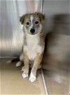 adoptable Dog in pasadena, TX named CROWLEY