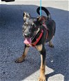 adoptable Dog in pasadena, TX named A170020