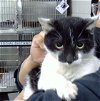 adoptable Cat in pasadena, TX named A170024