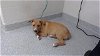 adoptable Dog in pasadena, TX named A170035