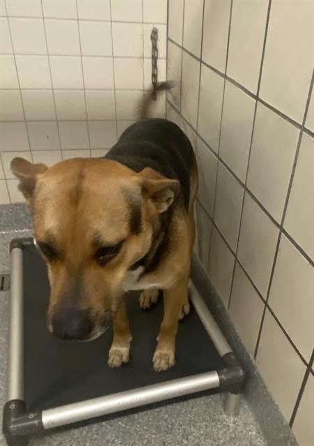 adoptable Dog in Pasadena, TX named A170188