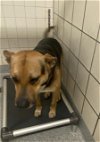 adoptable Dog in pasadena, TX named A170188