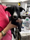 adoptable Dog in pasadena, TX named A169896