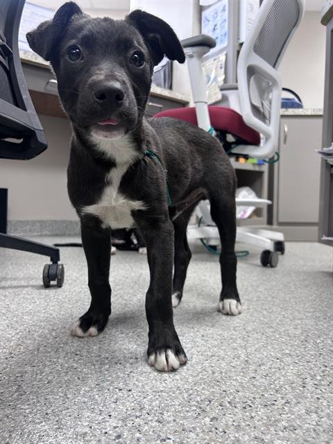 adoptable Dog in Pasadena, TX named A170097