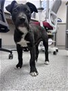 adoptable Dog in pasadena, TX named A170097