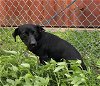 adoptable Dog in pasadena, TX named A170184