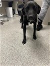 adoptable Dog in pasadena, TX named A170235