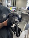 adoptable Dog in pasadena, TX named LEA