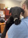 adoptable Dog in pasadena, TX named A170237