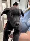 adoptable Dog in pasadena, TX named A170238