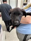 adoptable Dog in pasadena, TX named CHUCK