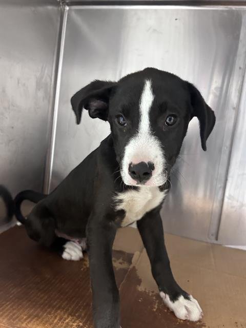 adoptable Dog in Pasadena, TX named A170096