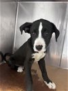 adoptable Dog in pasadena, TX named A170096