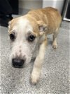 adoptable Dog in pasadena, TX named PUDDING