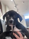adoptable Dog in pasadena, TX named SHADOW