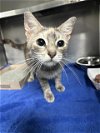adoptable Cat in pasadena, TX named A170336
