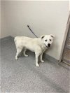 adoptable Dog in pasadena, TX named A170340
